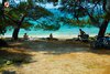 Rovinj Golden bay pine tree shadow near the beach