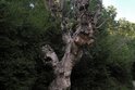 Palud Ornithological Reserve Rovinj old tree