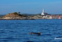 Rovinj and swimming dolphins